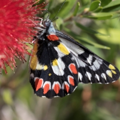 Delias aganippe (Spotted Jezebel) at Mount Ainslie to Black Mountain - 4 Mar 2024 by AlisonMilton