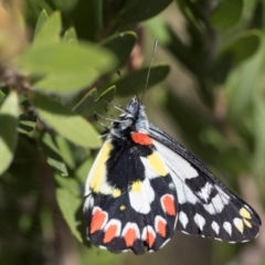 Delias aganippe at Mount Ainslie to Black Mountain - 5 Mar 2024