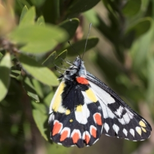 Delias aganippe at Mount Ainslie to Black Mountain - 5 Mar 2024