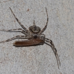 Tamopsis sp. (genus) (Two-tailed spider) at Yarralumla, ACT - 5 Mar 2024 by AlisonMilton