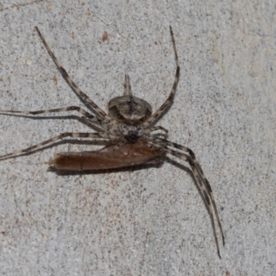 Tamopsis sp. (genus) (Two-tailed spider) at Yarralumla, ACT - 5 Mar 2024 by AlisonMilton