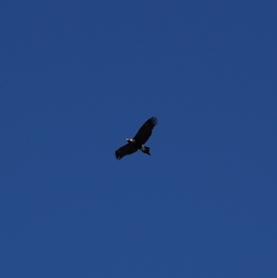Aquila audax (Wedge-tailed Eagle) at Hall, ACT - 3 Mar 2024 by Anna123