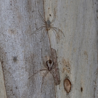 Tamopsis sp. (genus) (Two-tailed spider) at Higgins, ACT - 4 Dec 2023 by AlisonMilton