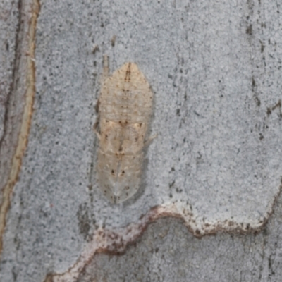 Ledromorpha planirostris (A leafhopper) at Higgins, ACT - 4 Dec 2023 by AlisonMilton