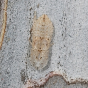 Ledromorpha planirostris at Higgins, ACT - 4 Dec 2023 11:42 AM