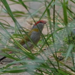 Neochmia temporalis (Red-browed Finch) at Hall, ACT - 1 Mar 2024 by Anna123