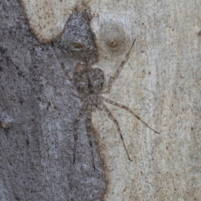 Tamopsis sp. (genus) (Two-tailed spider) at Higgins, ACT - 4 Dec 2023 by AlisonMilton