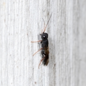 Megalyra sp. (genus) at Higgins, ACT - 4 Dec 2023