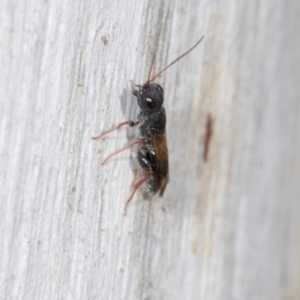 Megalyra sp. (genus) at Higgins, ACT - 4 Dec 2023