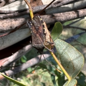 Amorbus sp. (genus) at Bullen Range - 5 Mar 2024 12:25 PM