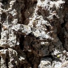 Holocola deloschema (A Leafroller Moth) at Cotter Reserve - 5 Mar 2024 by Pirom