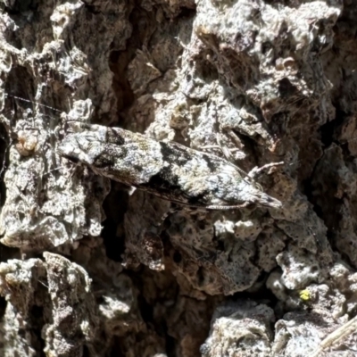 Holocola deloschema (A Leafroller Moth) at Uriarra Village, ACT - 5 Mar 2024 by Pirom