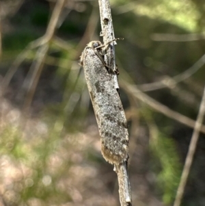 Psychidae (family) MATURE at Corroboree Park - 4 Mar 2024