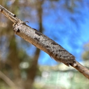 Psychidae (family) MATURE at Corroboree Park - 4 Mar 2024