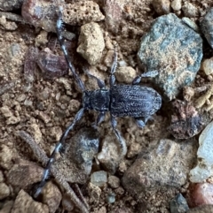 Ancita sp. (genus) (Longicorn or longhorn beetle) at Mount Ainslie - 1 Mar 2024 by Pirom