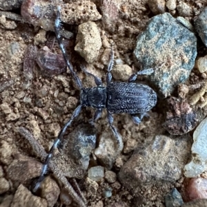 Ancita sp. (genus) at Mount Ainslie - 1 Mar 2024