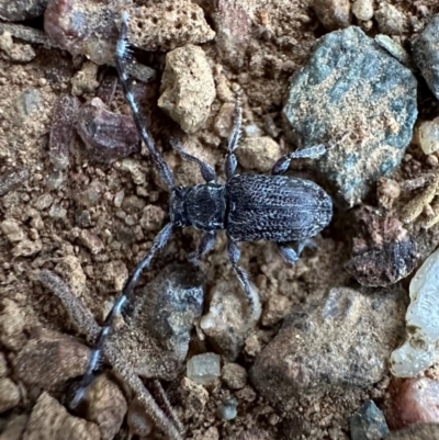 Ancita sp. (genus) (Longicorn or longhorn beetle) at Mount Ainslie - 1 Mar 2024 by Pirom
