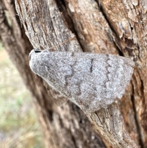 Crypsiphona ocultaria at Mount Ainslie - 1 Mar 2024 05:17 PM