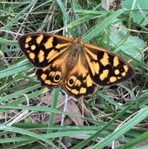 Heteronympha paradelpha at Mount Ainslie - 1 Mar 2024