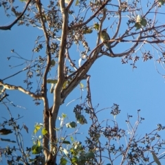 Merops ornatus (Rainbow Bee-eater) at Table Top, NSW - 5 Mar 2024 by Darcy