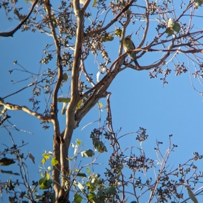 Merops ornatus (Rainbow Bee-eater) at Table Top, NSW - 5 Mar 2024 by Darcy