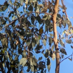 Falcunculus frontatus (Eastern Shrike-tit) at Table Top, NSW - 5 Mar 2024 by Darcy