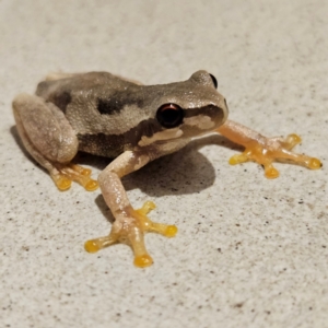 Litoria quiritatus at QPRC LGA - 5 Mar 2024