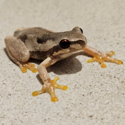 Litoria quiritatus (Screaming Tree Frog) at QPRC LGA - 5 Mar 2024 by MatthewFrawley