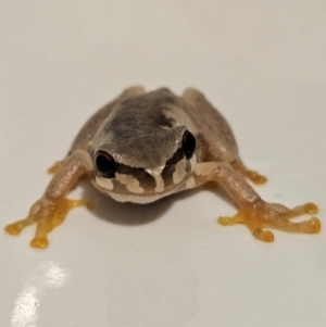Litoria quiritatus at QPRC LGA - 5 Mar 2024 08:54 PM