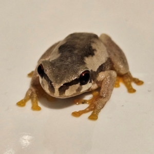 Litoria quiritatus at QPRC LGA - 5 Mar 2024 08:54 PM