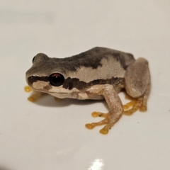 Litoria quiritatus at QPRC LGA - 5 Mar 2024