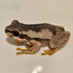 Litoria quiritatus at QPRC LGA - 5 Mar 2024 08:54 PM