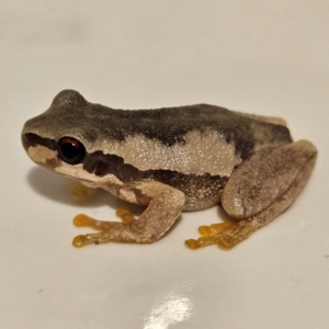 Litoria quiritatus at QPRC LGA - 5 Mar 2024 08:54 PM