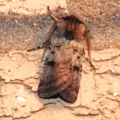 Agrotis porphyricollis (Variable Cutworm) at Wanniassa, ACT - 3 Mar 2024 by JohnBundock