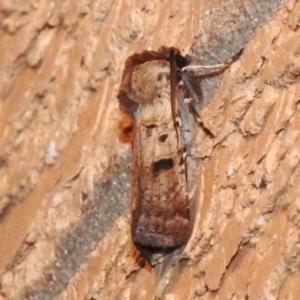 Agrotis porphyricollis at Wanniassa, ACT - 3 Mar 2024