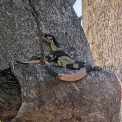 Varanus varius (Lace Monitor) at Nine Mile Reserve - 5 Mar 2024 by Darcy