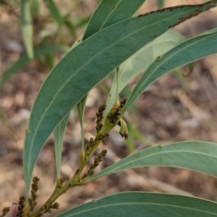 Acacia rubida (Red-stemmed Wattle, Red-leaved Wattle) at Table Top, NSW - 5 Mar 2024 by Darcy