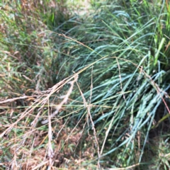 Poa labillardierei (Common Tussock Grass, River Tussock Grass) at Watson, ACT - 5 Mar 2024 by abread111