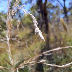 Poa labillardierei at Watson Woodlands - 5 Mar 2024