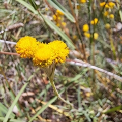 Chrysocephalum apiculatum (Common Everlasting) at Watson Woodlands - 5 Mar 2024 by abread111