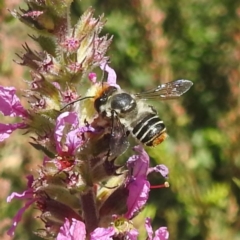 Megachile (Eutricharaea) maculariformis (Gold-tipped leafcutter bee) at ANBG - 5 Mar 2024 by HelenCross