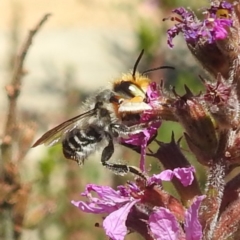 Megachile (Eutricharaea) maculariformis at ANBG - 5 Mar 2024 01:10 PM