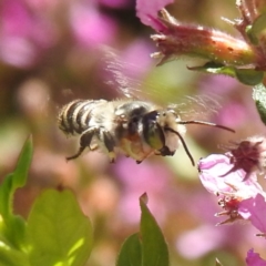 Megachile (Eutricharaea) maculariformis at ANBG - 5 Mar 2024 01:10 PM