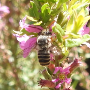 Megachile (Eutricharaea) maculariformis at ANBG - 5 Mar 2024 01:10 PM