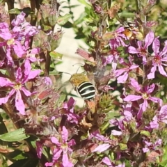 Amegilla (Zonamegilla) asserta at ANBG - 5 Mar 2024