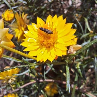 Eretmocera (genus) (Scythrididae family) at Watson, ACT - 5 Mar 2024 by abread111