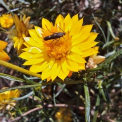 Eretmocera (genus) (Scythrididae family) at Justice Robert Hope Reserve (JRH) - 5 Mar 2024