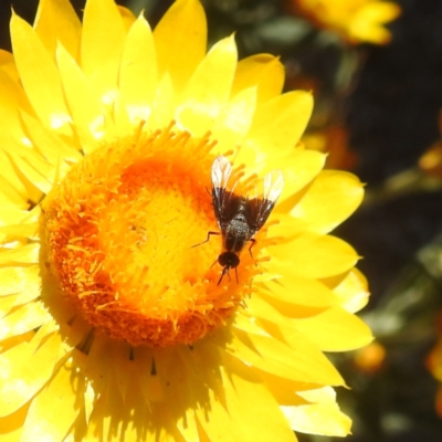 Geron nigralis (Slender bee fly) at ANBG - 5 Mar 2024 by HelenCross