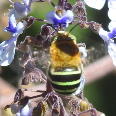 Amegilla (Zonamegilla) asserta (Blue Banded Bee) at ANBG - 5 Mar 2024 by HelenCross