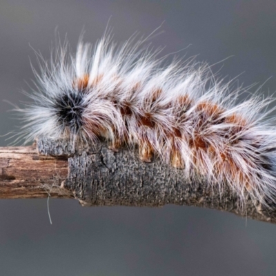 Anthela varia (Hairy Mary) at Higgins Woodland - 5 Mar 2024 by Untidy